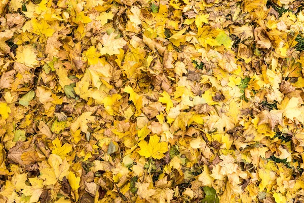Amarelo e laranja folhas de outono fundo. Ao ar livre. Imagem de fundo colorida de folhas de outono caídas perfeitas para uso sazonal . — Fotografia de Stock