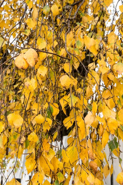 Herbst-Birkenzweig mit schönen gelben Blättern. natürliche Landschaft Herbst-Saison. — Stockfoto