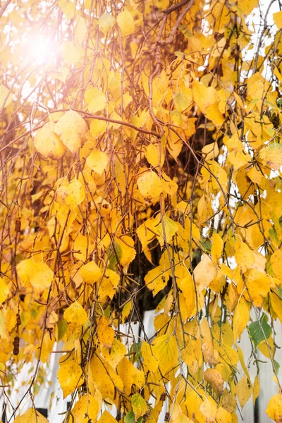 Ungewöhnliche Herbstkätzchen an den Ästen einer Birke. Gelbe Blätter. Sonnenlicht — Stockfoto