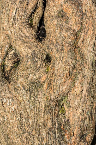 Lila Baumrinde Textur, Nahaufnahme Natur Abstraktion Hintergrund — Stockfoto