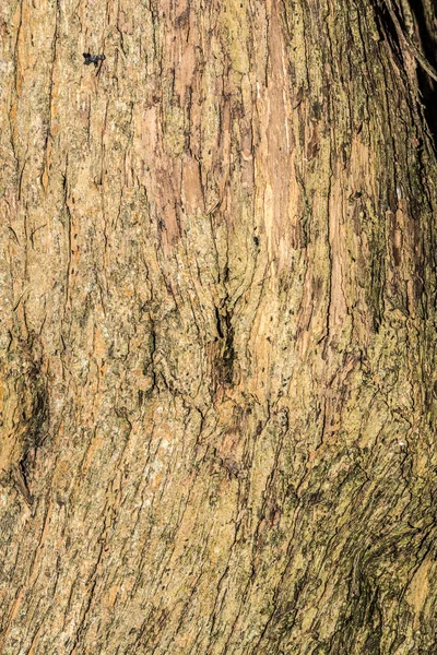 Leylak ağacı kabuğu dokusu, yakın plan doğa soyutlama arkaplanı — Stok fotoğraf