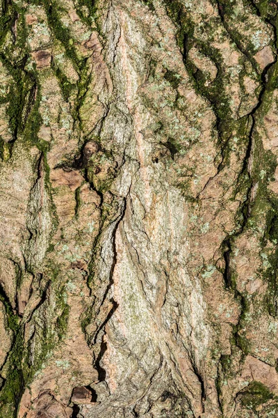 Poppel træ bark tekstur, close-up natur abstraktion baggrund - Stock-foto