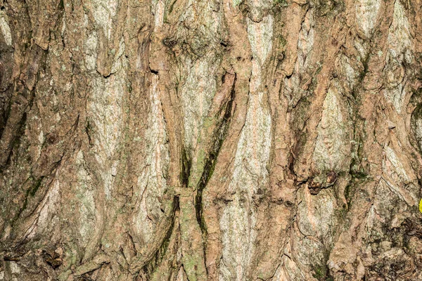 Poplar tree bark texture, close-up nature abstraction background — Stock Photo, Image