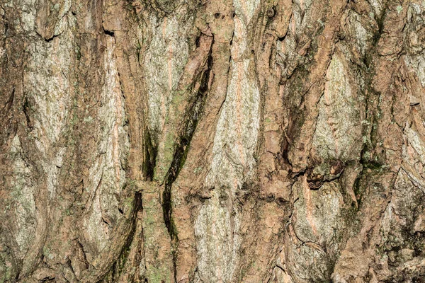 Árvore de álamo casca textura, close-up natureza abstração fundo — Fotografia de Stock