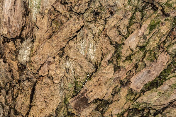 Árvore de álamo casca textura, close-up natureza abstração fundo — Fotografia de Stock
