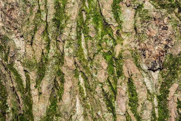 Poplar tree bark texture, close-up nature abstraction background — Stock Photo, Image