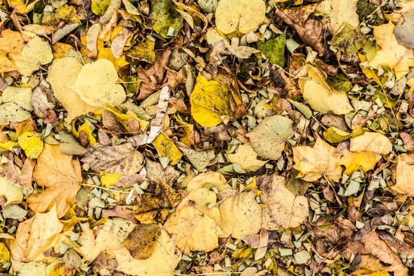 Amarelo e laranja folhas de outono fundo. Ao ar livre. Imagem de fundo colorida de folhas de outono caídas perfeitas para uso sazonal . — Fotografia de Stock