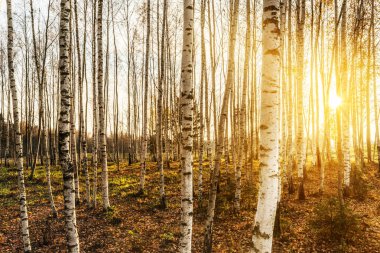 Batan güneş ışınlarında huş ağacı koruluğu, akşamları sıcak sonbahar güneşi ile ağaçlar aydınlatılır, vahşi yaşam arka planında.