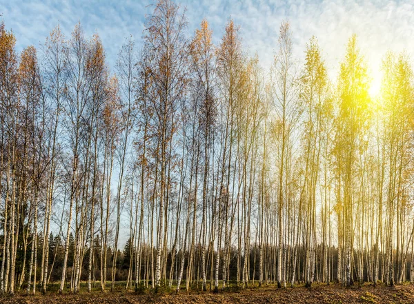 Bosque de bétula nos raios do sol poente, árvores são iluminadas pelo sol quente do outono à noite, fundo da paisagem da vida selvagem — Fotografia de Stock