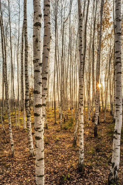 Arboleda de abedul en los rayos del sol poniente, los árboles están iluminados por el cálido sol de otoño en la noche, fondo de paisaje de vida silvestre —  Fotos de Stock