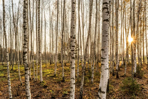 Arboleda de abedul en los rayos del sol poniente, los árboles están iluminados por el cálido sol de otoño en la noche, fondo de paisaje de vida silvestre —  Fotos de Stock