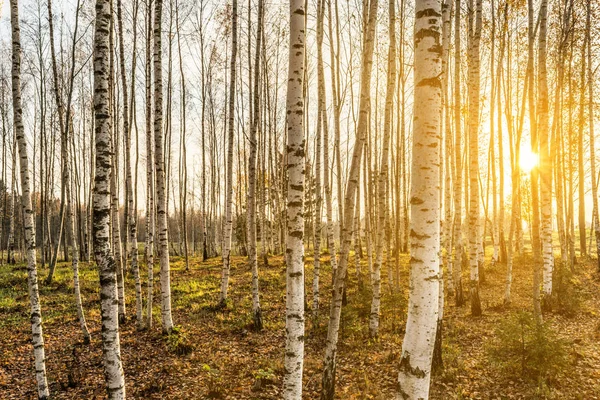 Березовий гай у променях сонця, дерева освітлені теплим осіннім сонцем увечері, пейзажним фоном дикої природи — стокове фото