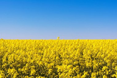 Mavi gökyüzüne karşı sarı kolza tohumu tarlası, bahar açık güneşli gün, doğa soyutlama arka plan