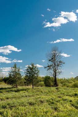 ender bulutlar, doğa soyut arkaplan ile mavi gökyüzü karşı bir açıklıkta eski çam ve genç ağaçlar