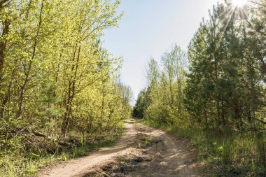Ormandaki kumlu yol, yaz güneşli gün, doğa soyut arka plan