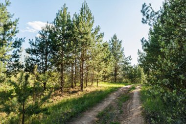 Ormandaki kumlu yol, yaz güneşli gün, doğa soyut arka plan