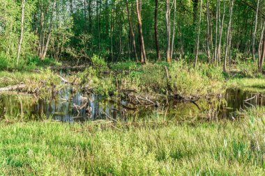 Kuzey bataklık ormanı. Su basmış huş ağacı ve sazlık çalılıkları ve su zambağı ilkbaharın sonlarında, sulak alanlar, göl ovaları