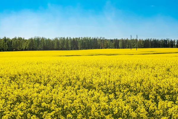 Feld Von Gelben Raps Und Grünen Wald Gegen Den Blauen — Stockfoto