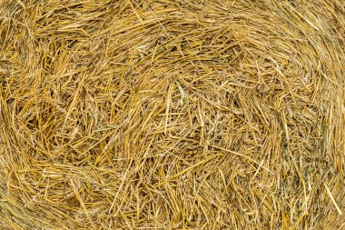 Kuru Hasır doku arkaplanı