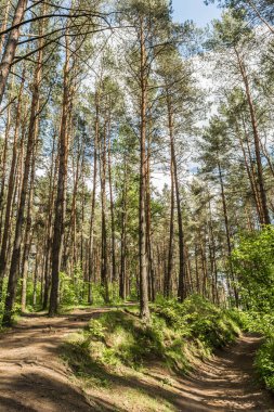 Bahar ormanındaki çam ağaçlarının arasından güneş ışığı geçer. Rahatlamak ve yürümek için park alanı. Orman manzarası
