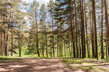 Bahar ormanındaki çam ağaçlarının arasından güneş ışığı geçer. Rahatlamak ve yürümek için park alanı. Orman manzarası