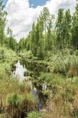 Yaz vahşi doğası. Çimenlerle kaplı sakin bir orman nehri. Ağaçlar ve çalılar ormanın bataklıklarında yetişir.