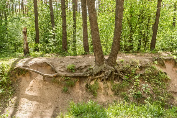 Jarním Lese Prochází Borovicemi Sluneční Světlo Kořeny Stromů Zemi Park — Stock fotografie
