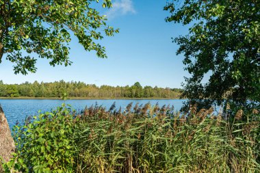 Orman mavisi göl açık sonbahar gökyüzü. Suyun içinde uzun sazlıklar ve büyük bir yaprak döken ağaç yetişiyor. Suyun ve gökyüzünün ufku bir ormanla bölünmüştür. Doğa manzarası arka planı