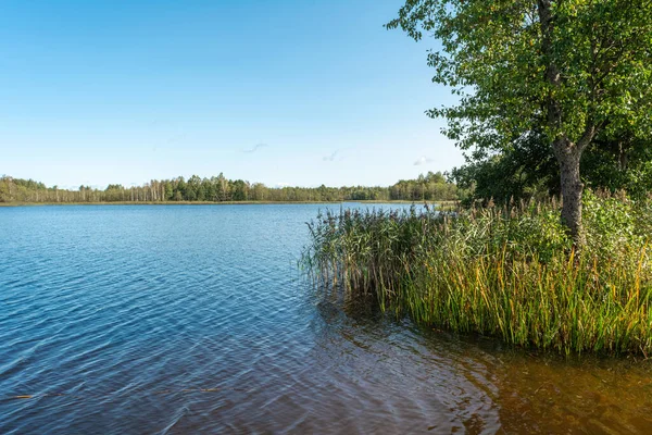 Bosque Azul Lago Cielo Claro Otoño Cañas Altas Gran Árbol — Foto de Stock