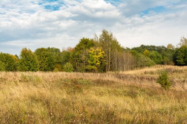 Sarı kuru otlu tarla. Ufukta orman görünüyor. Beyaz bulutlu mavi gökyüzü. Avrupa Belarus 'un sonbahar yaban hayatı manzarası