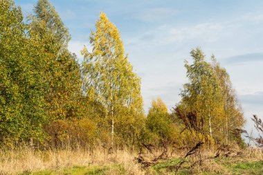 Kuru ot ve çalıların arasında sarı huş ağacı. Beyaz bulutlu mavi gökyüzü. Avrupa 'nın vahşi doğasının sonbahar manzarası Belarus