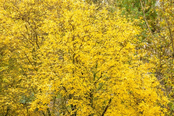 Herbst Hintergrundlandschaft Gelbe Farbe Baum Grün Orangefarbenes Laub Herbst Wald — Stockfoto