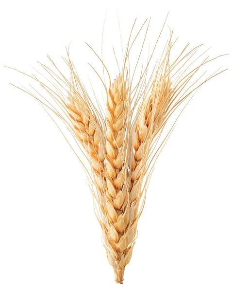 Спелые колосья пшеницы на белом фоне Лицензионные Стоковые Изображения
