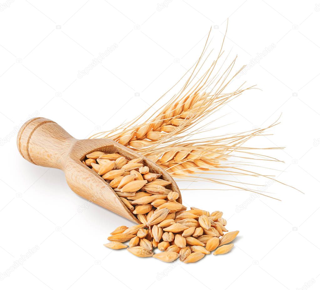 Barley seeds and ears isolated on white background