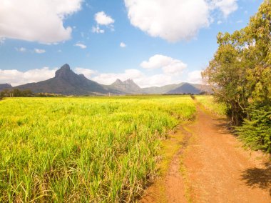 Şeker kamışı alanları Mauritius Adası'black river Dağları Milli Parkı önünde güzel parlak yeşil peyzaj.