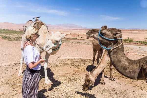 Mujer joven con camellos en Marruecos . —  Fotos de Stock