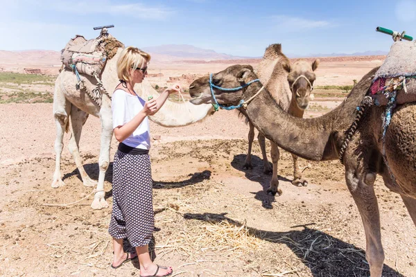 Mladá žena s velbloudy v Maroku. — Stock fotografie