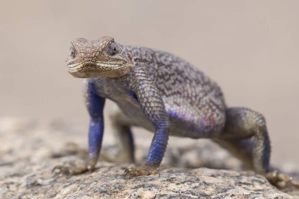 Mwanza agama roccioso a testa piatta, Parco Nazionale del Serengeti, Tanzania . — Foto Stock