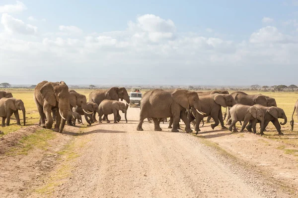 Manada de grandes elefantes salvajes cruzando la tierra roadi en el parque nacional Amboseli, Kenia . — Foto de Stock