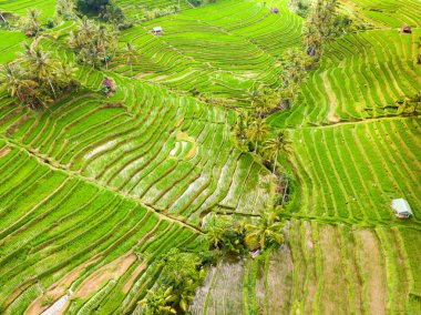 Jatiluwih pirinç terasları ve palmiye ağaçları ve yolları ile Bali, Endonezya, plantation dron görünümü.