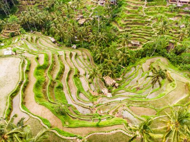 Drone view of Tegalalang rice terrace in Bali, Indonesia, with palm trees and paths for touristr to walk around plantations clipart