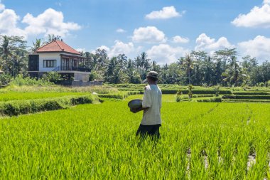 Güzel pirinç Teras plantasyon Ubud, Bali, Endonezya, Güney Doğu Asya'da yanında çalışan erkek çiftçi