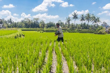 Güzel pirinç Teras plantasyon Ubud, Bali, Endonezya, Güney Doğu Asya'da yanında çalışan erkek çiftçi