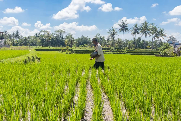 Мужчина фермер, работающий на красивой рисовой террасе возле Убуда, Бали, Индонезия, Юго-Восточная Азия — стоковое фото