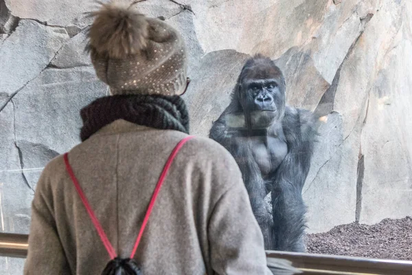 Woman watching huge silverback gorilla male behind glass in zoo. Gorilla staring at female zoo visitor in Biopark in Valencia, Spain — Stock Photo, Image