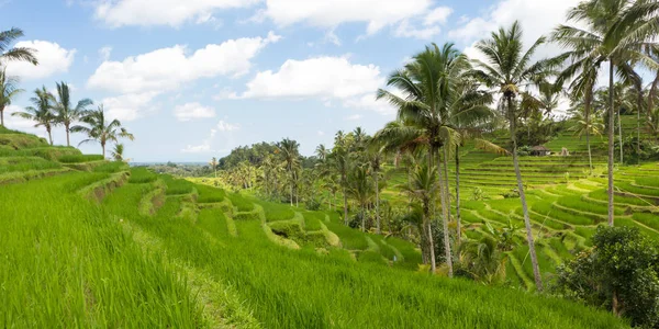 Рисовые террасы и плантации Джатилуви на Бали, Индонезия, с пальмами и дорожками . — стоковое фото