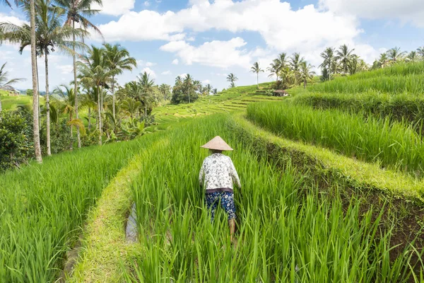 Женщина-фермер, работающая на плантациях рисовой террасы Джатилуви на Бали, Индонезия, юго-восток Азии . — стоковое фото