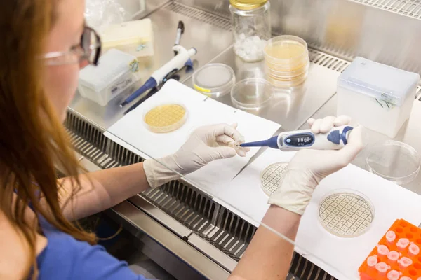 Cientista da vida pesquisando em laboratório científico moder . — Fotografia de Stock