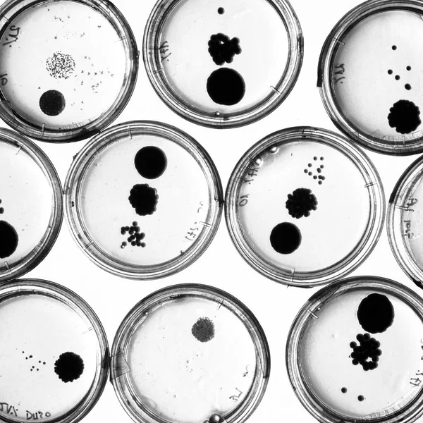 Växande bakterier i petriskålar. — Stockfoto