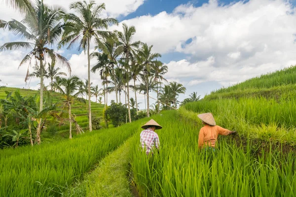 Женщины-фермеры, работающие на плантациях риса Jatiluwih на Бали, Индонезия, Юго-Восточная Азия. — стоковое фото